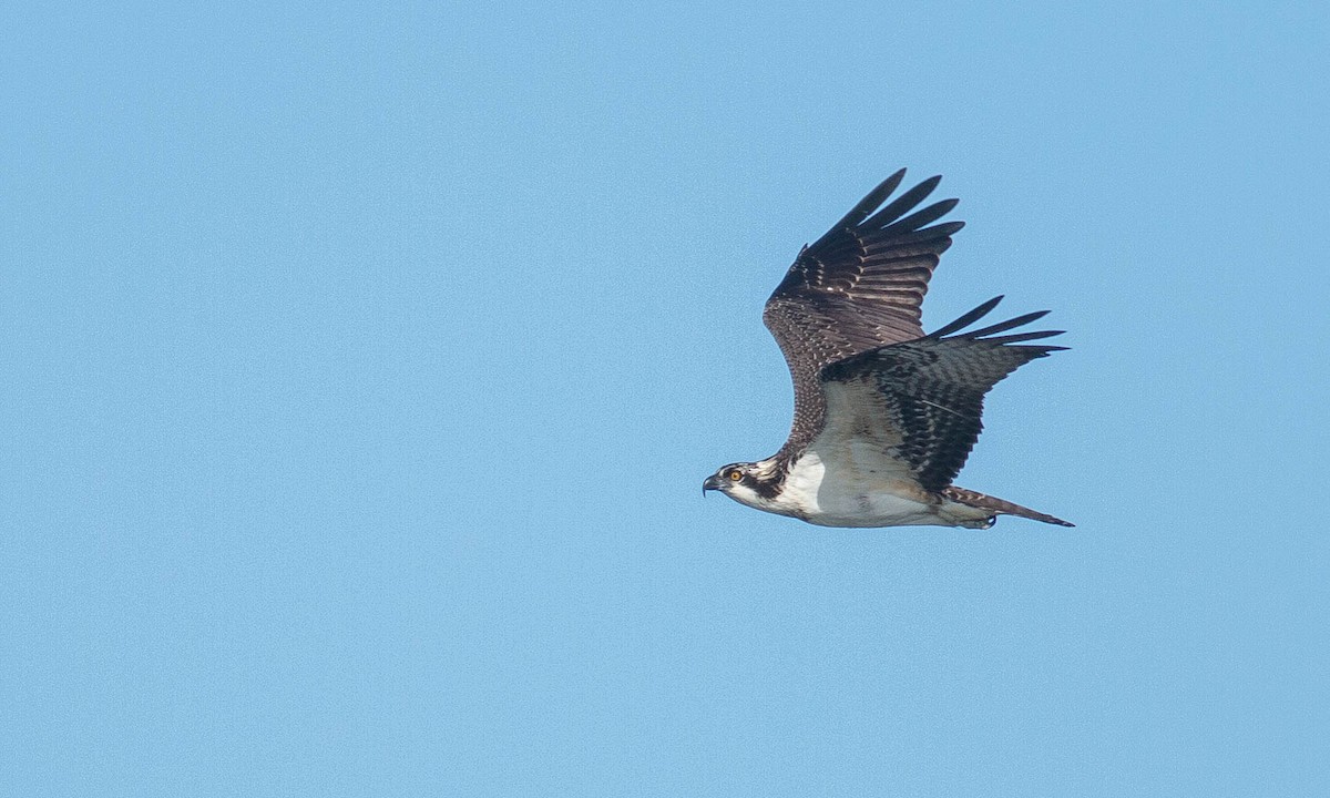 orlovec říční (ssp. carolinensis) - ML175739911