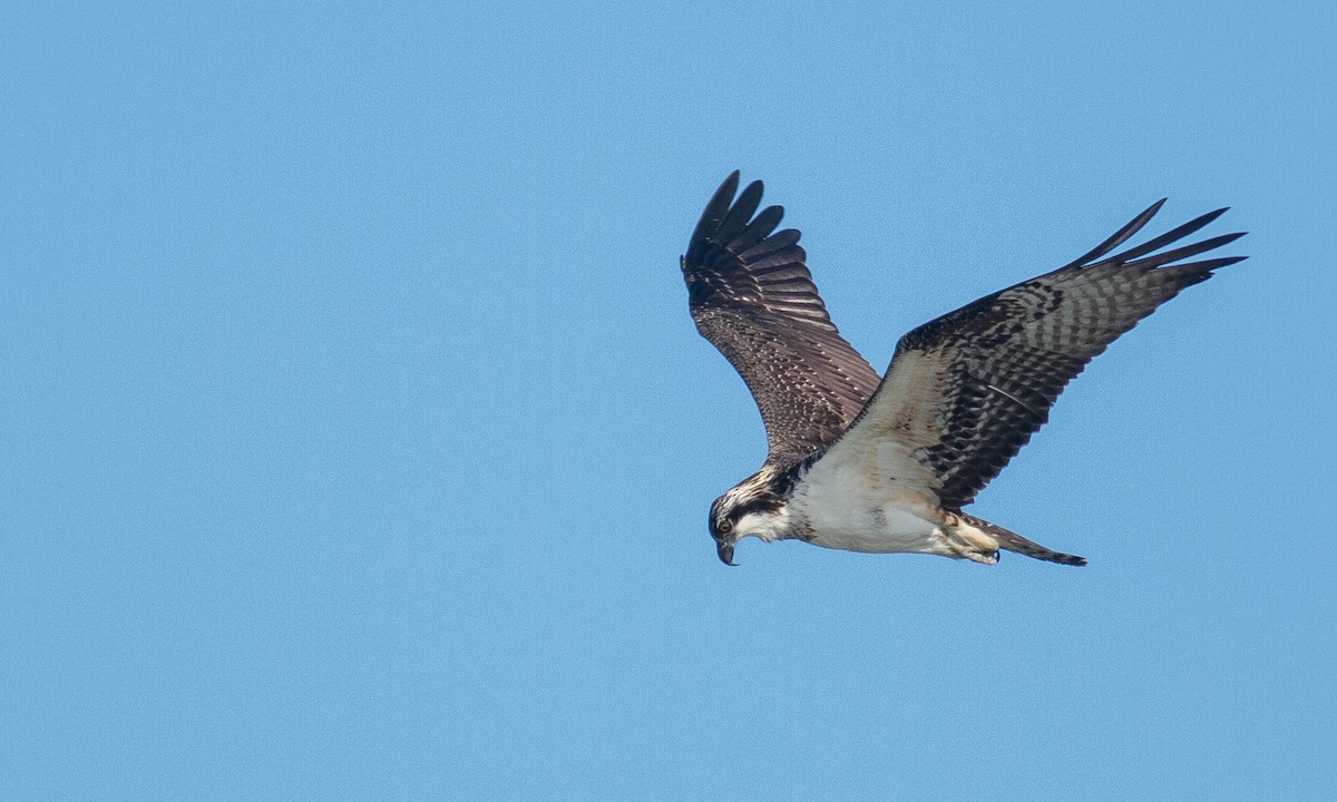 orlovec říční (ssp. carolinensis) - ML175739951