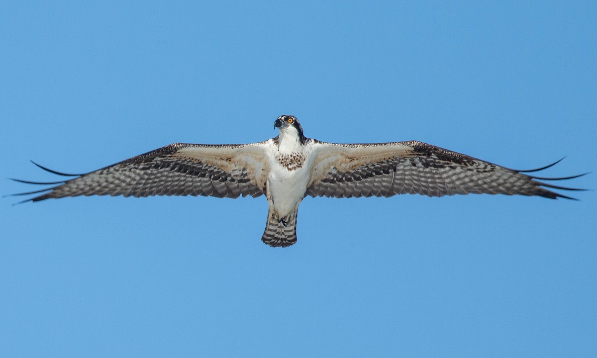 orlovec říční (ssp. carolinensis) - ML175739971