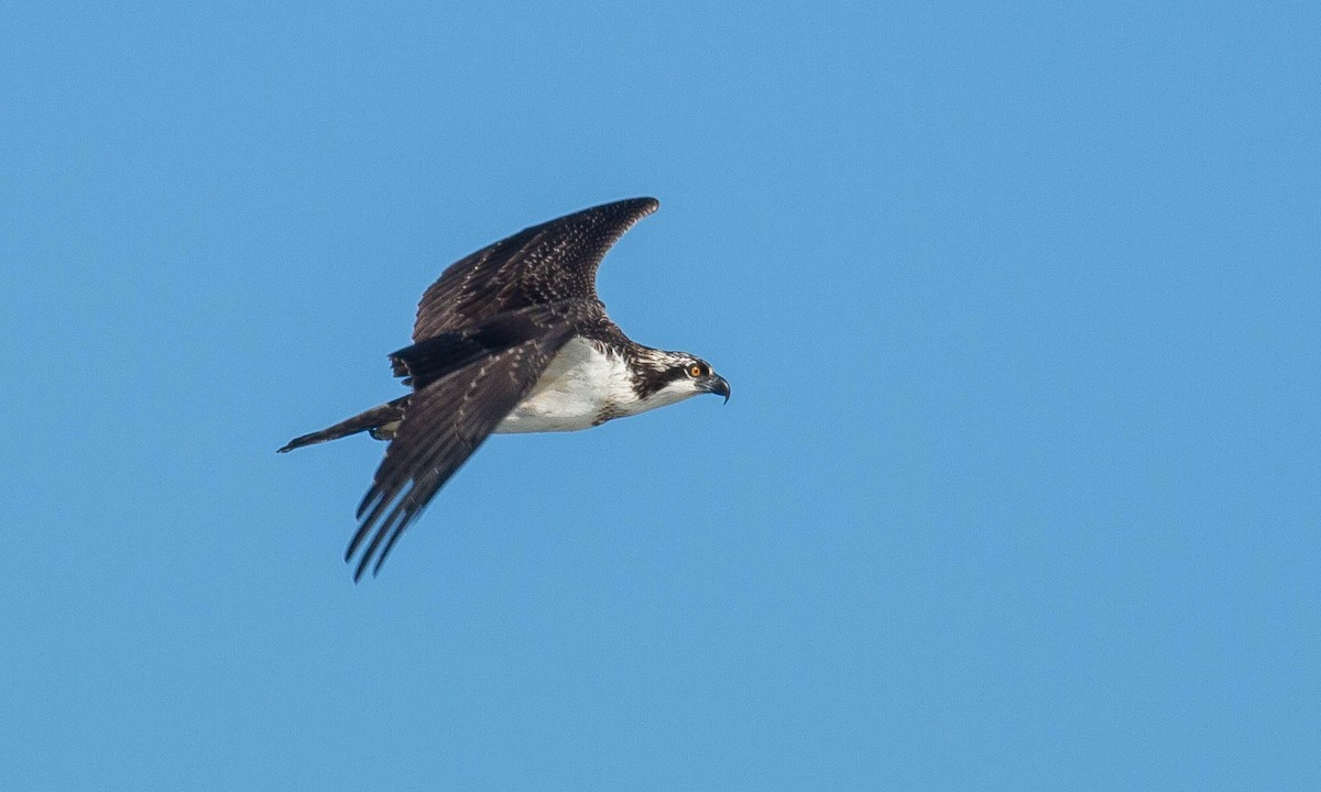 orlovec říční (ssp. carolinensis) - ML175739991