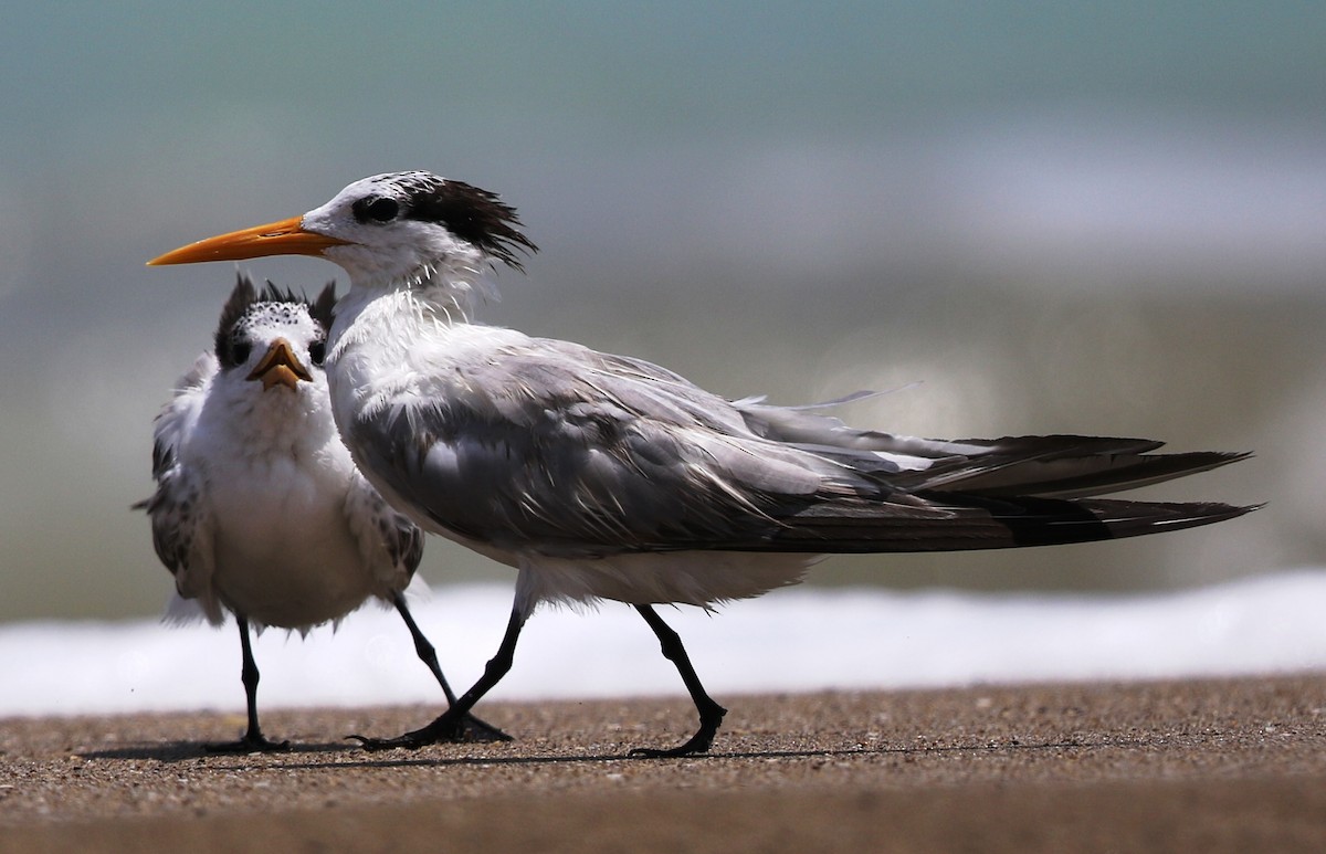 Lesser Crested Tern - ML175740231