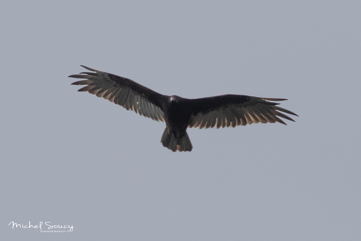 Turkey Vulture - ML175740281