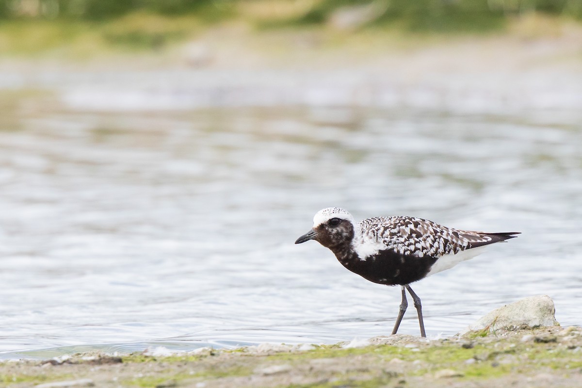 Black-bellied Plover - ML175741431