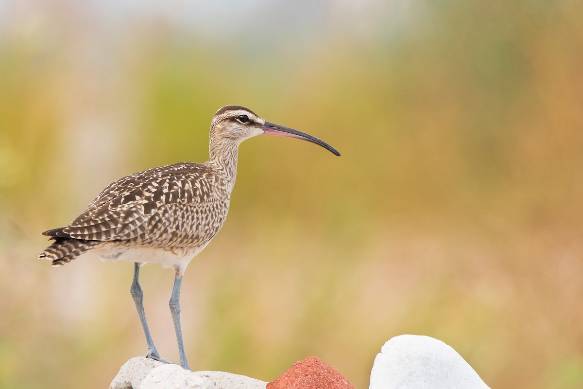 Whimbrel - Brian Stahls