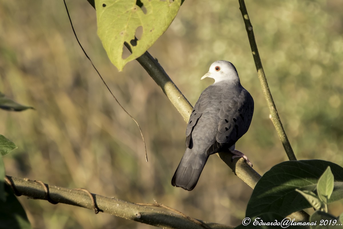 Blue Ground Dove - ML175742471