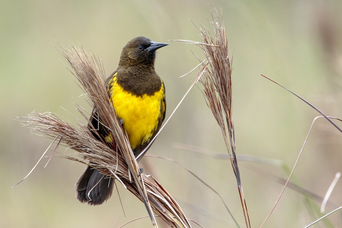 Brown-and-yellow Marshbird - ML175742551