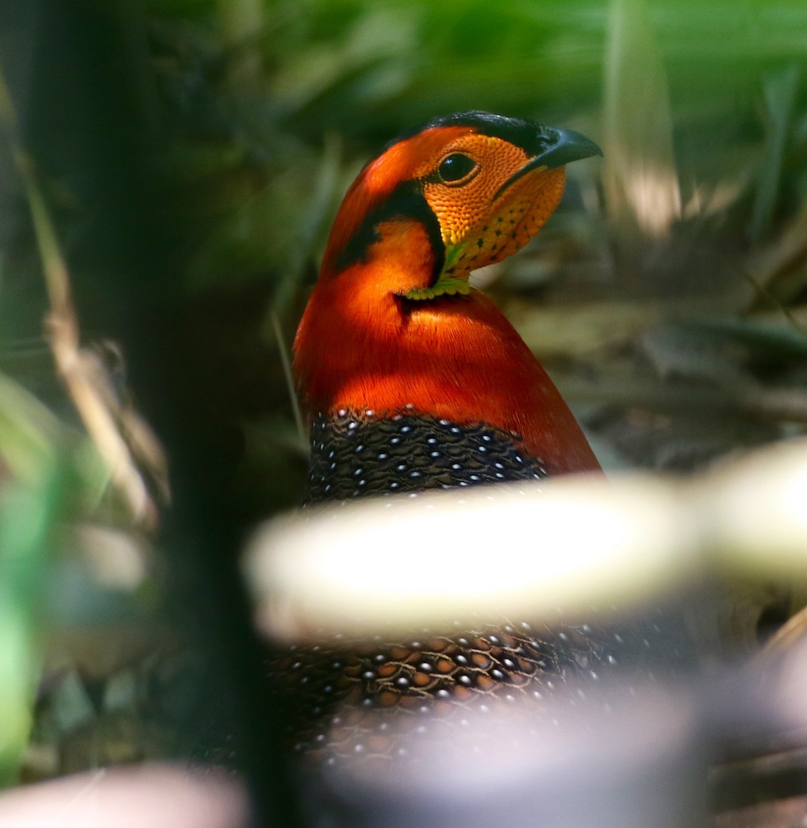 Blyth's Tragopan - ML175744281