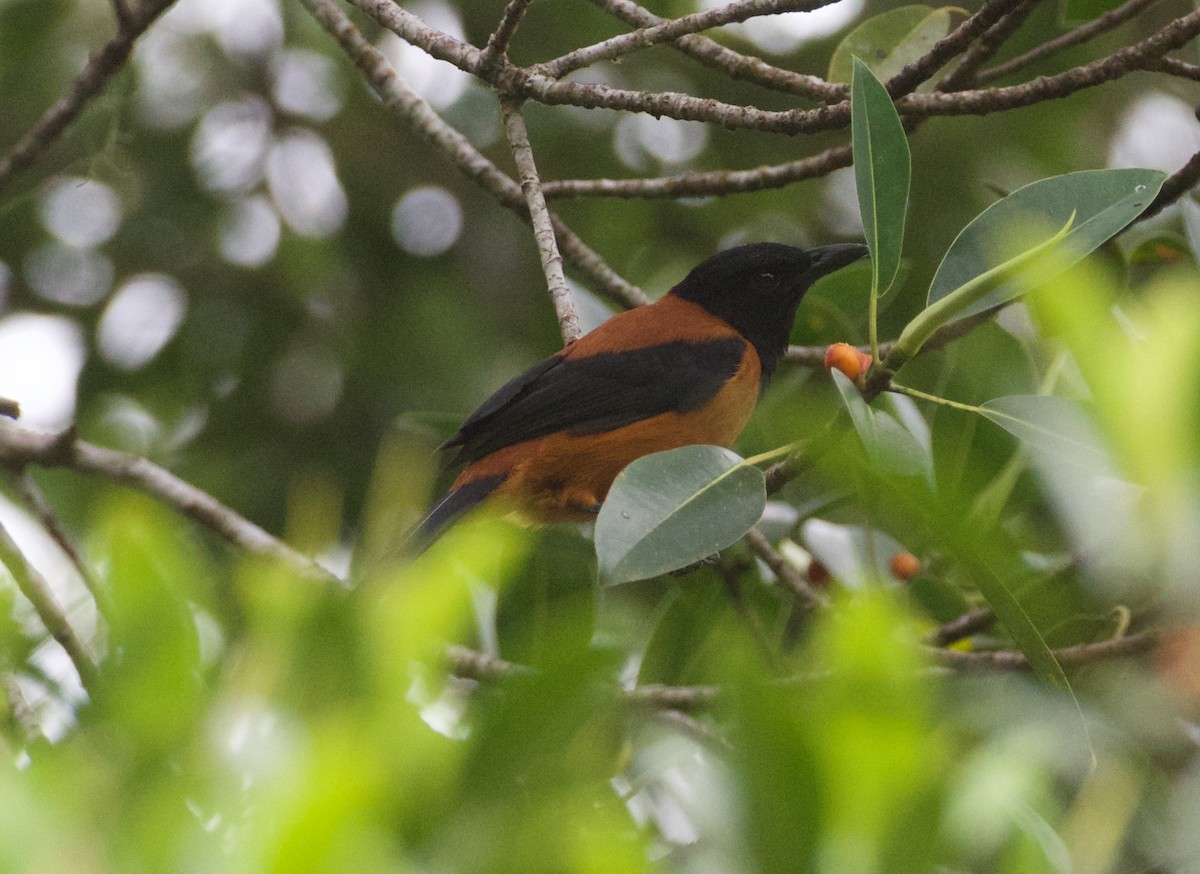 Hooded Pitohui - Scott Baker