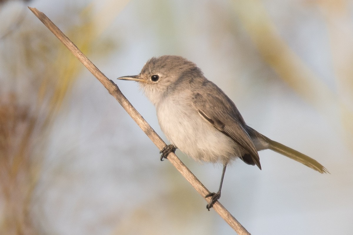 Blue-gray Gnatcatcher - ML175744931