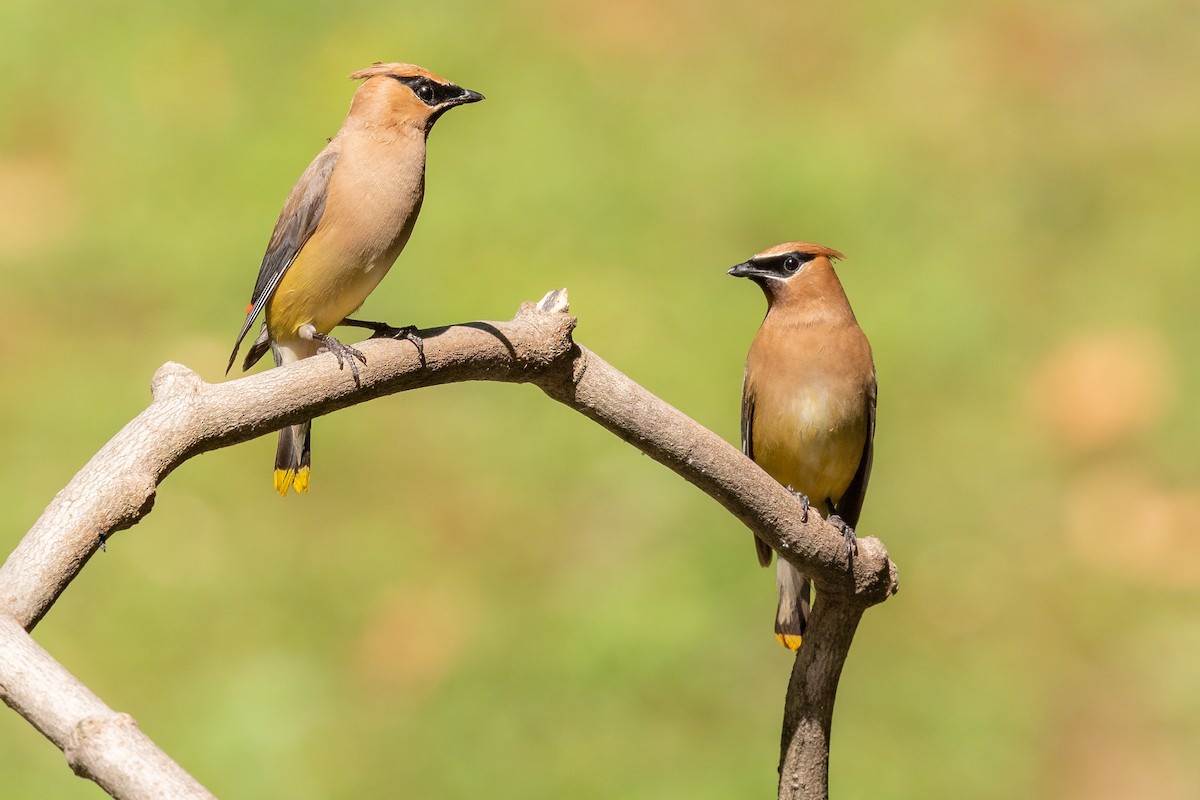 Cedar Waxwing - ML175746031