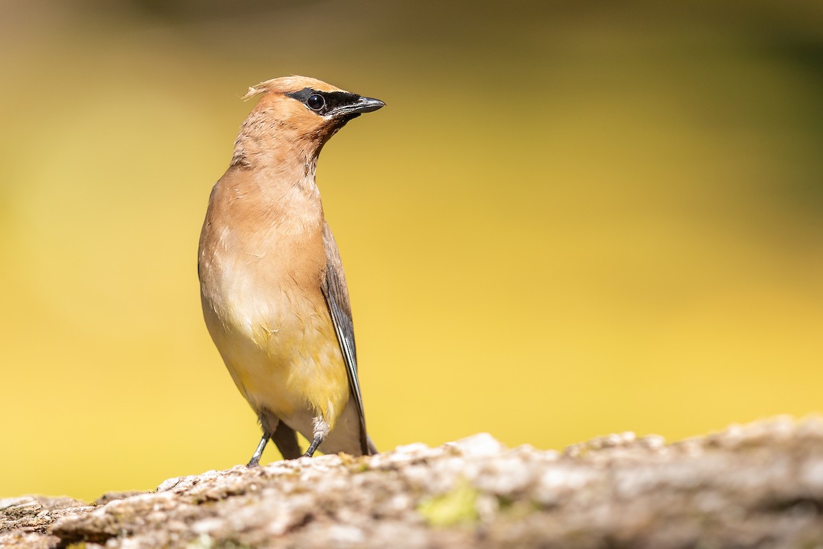 Cedar Waxwing - ML175746061