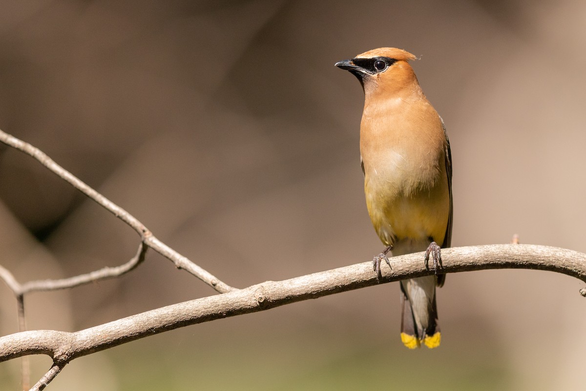 Cedar Waxwing - ML175746091