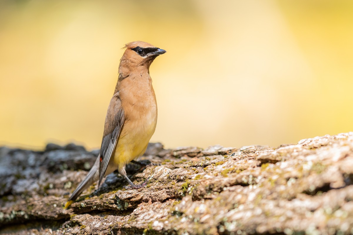 Cedar Waxwing - ML175746101
