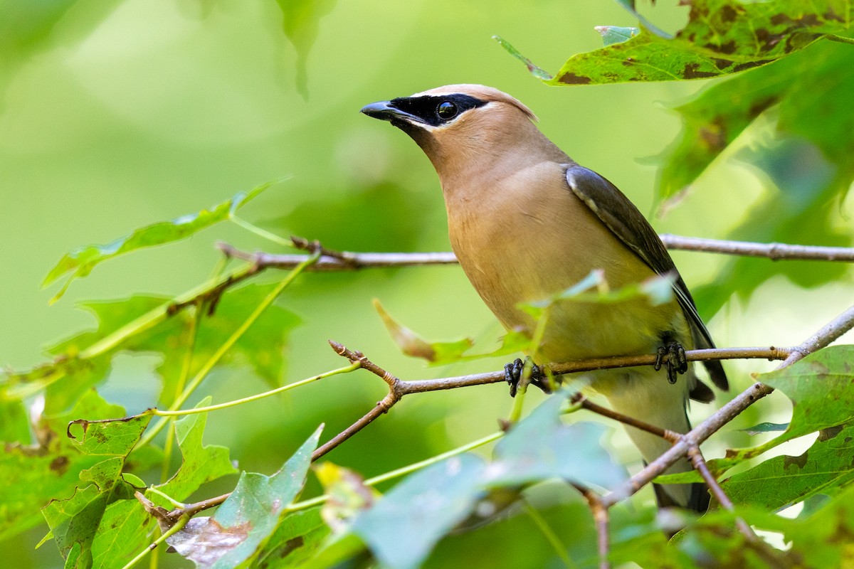 Cedar Waxwing - ML175746111