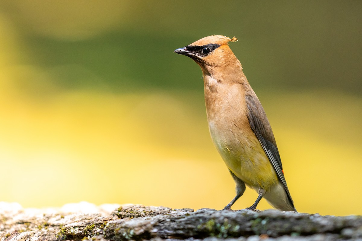Cedar Waxwing - ML175746121