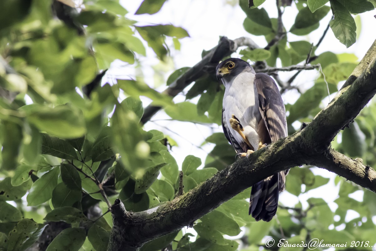 Bicolored Hawk - ML175747561