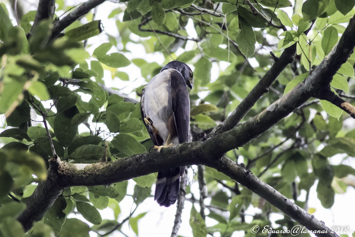 Bicolored Hawk - ML175747571