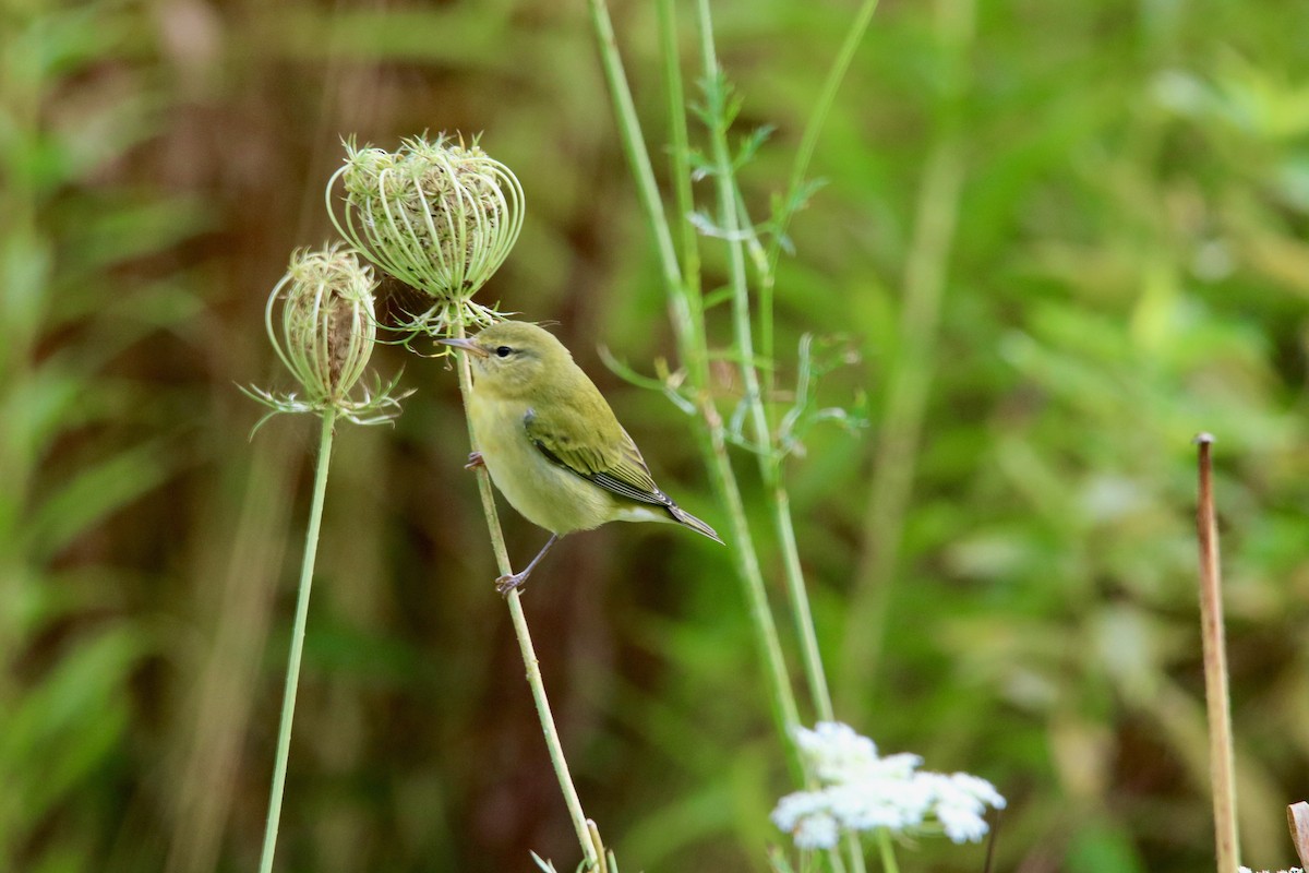 Tennessee Warbler - ML175748191