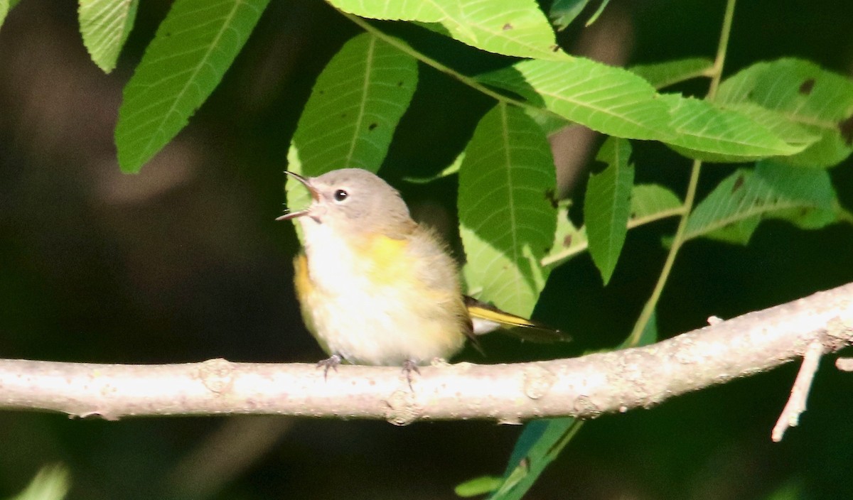 American Redstart - ML175748231