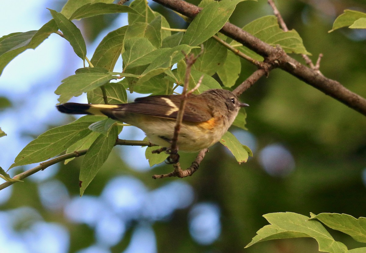 American Redstart - ML175748251