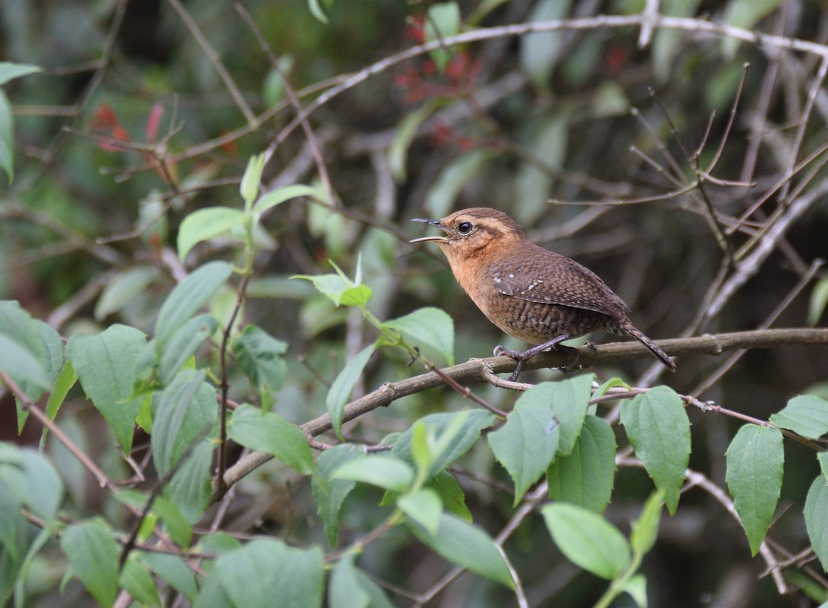 Rufous-browed Wren - Peder  Bjureke Ihle