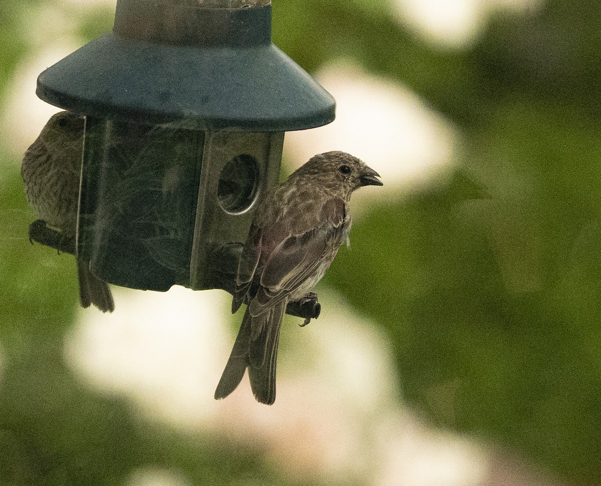 House Finch - ML175749061