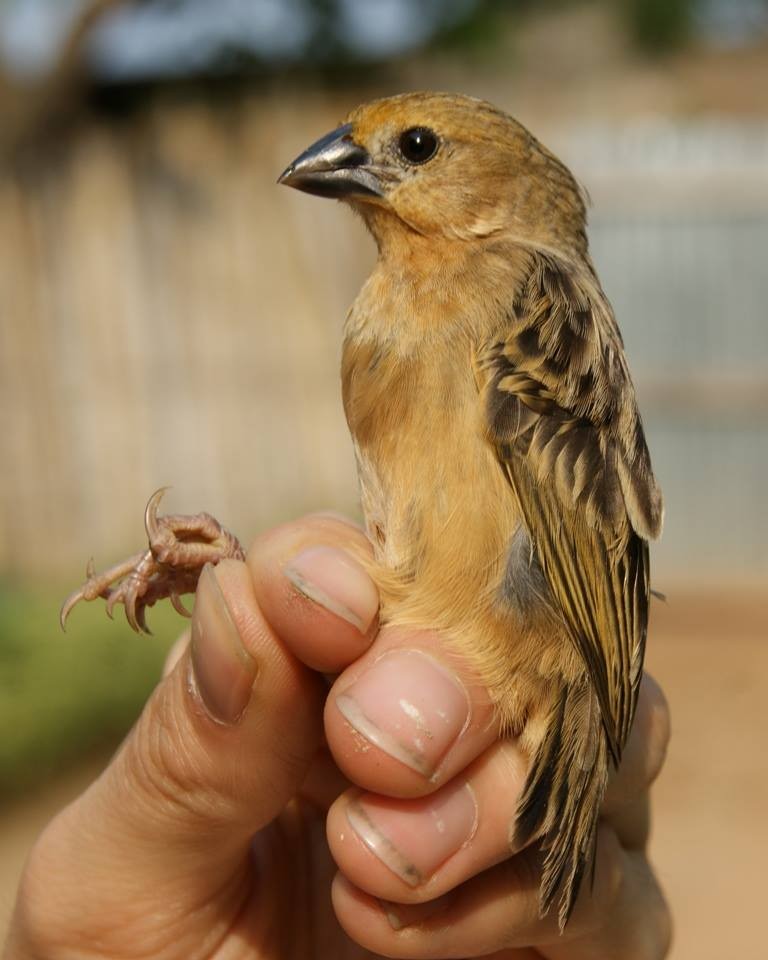 Bob-tailed Weaver - ML175749291