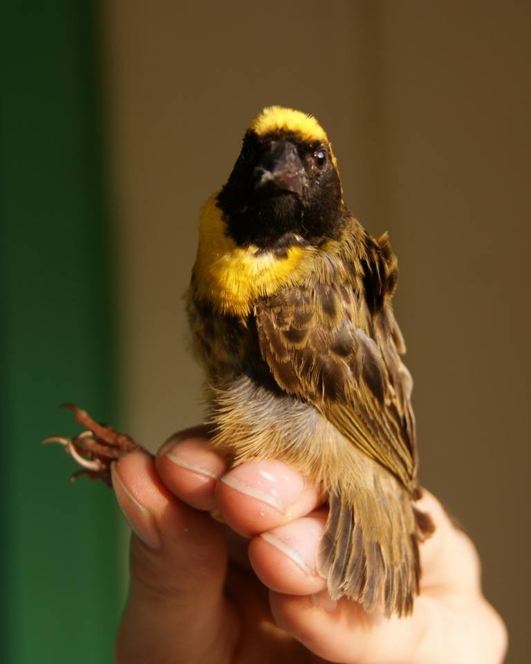 Bob-tailed Weaver - Ethan Kistler