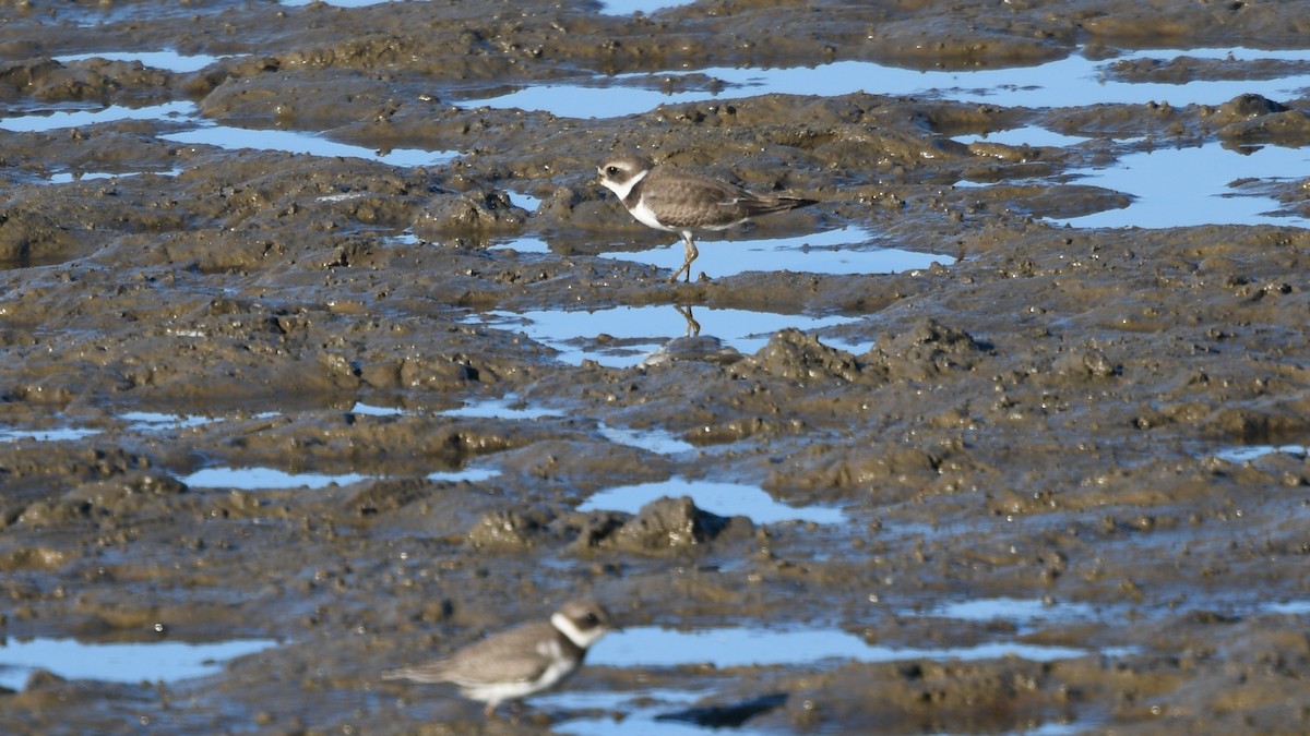 Semipalmated Plover - ML175750141