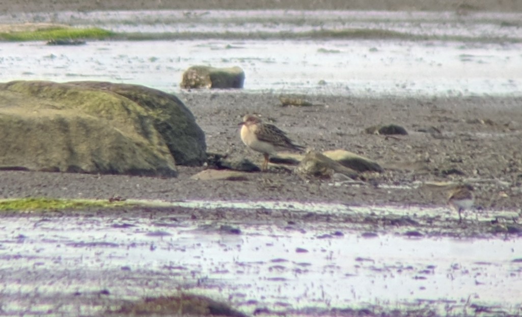 Buff-breasted Sandpiper - ML175752131