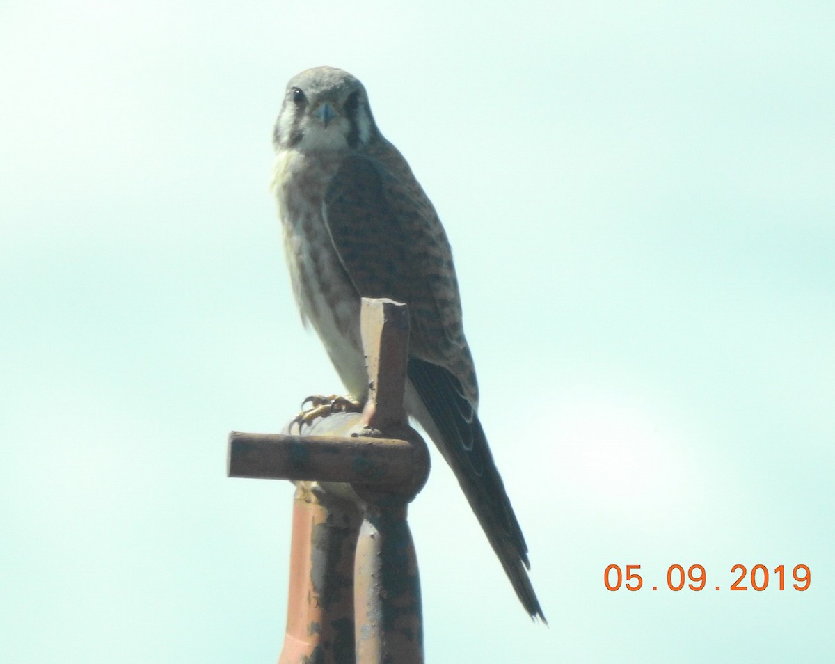 American Kestrel - ML175753311