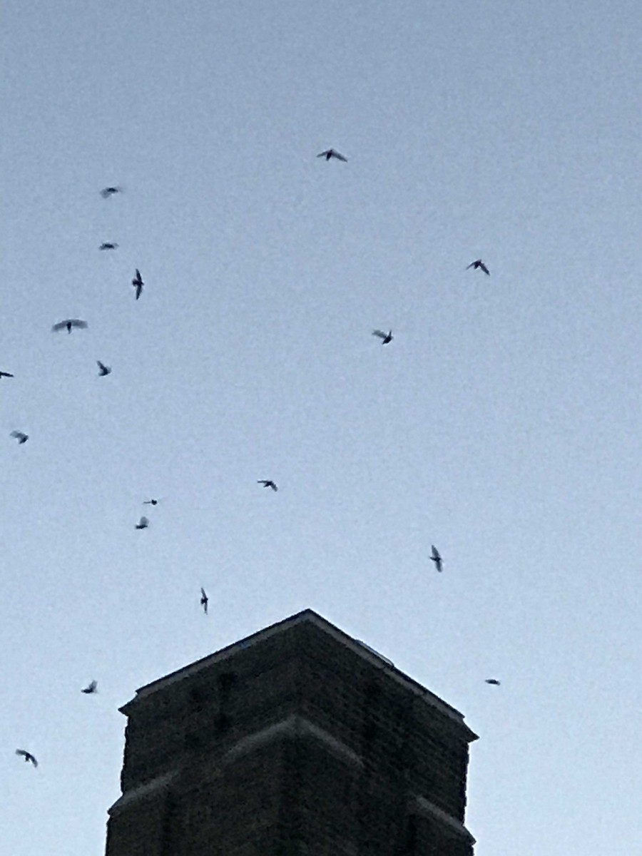 סיס ארובות - ML175756561