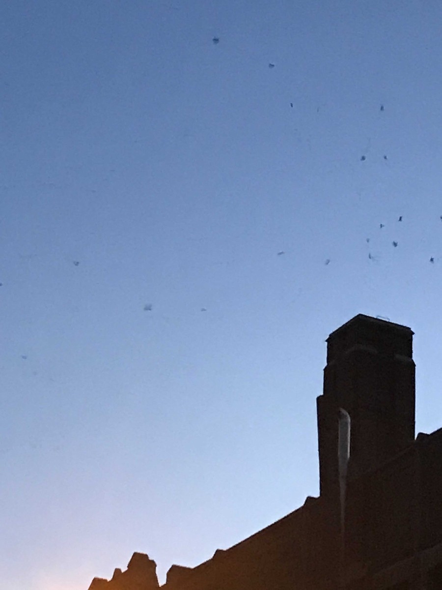 סיס ארובות - ML175756591