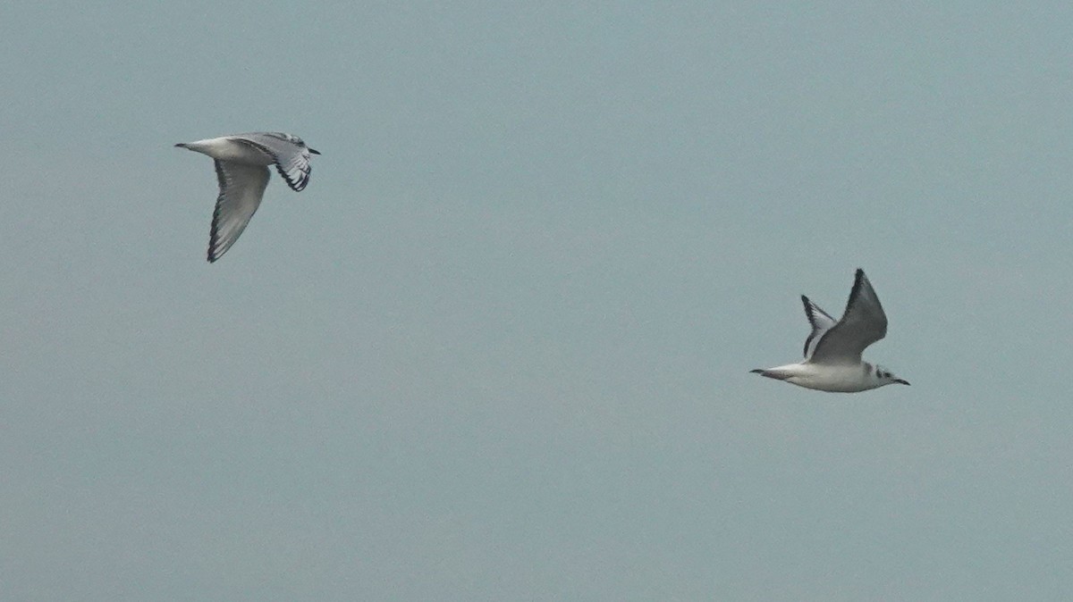 Bonaparte's Gull - ML175758661