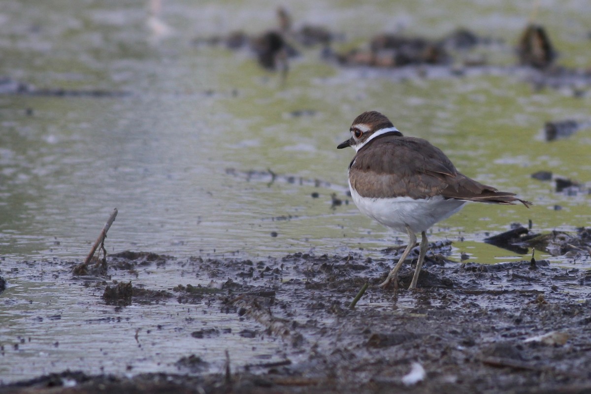 Killdeer - ML175759201