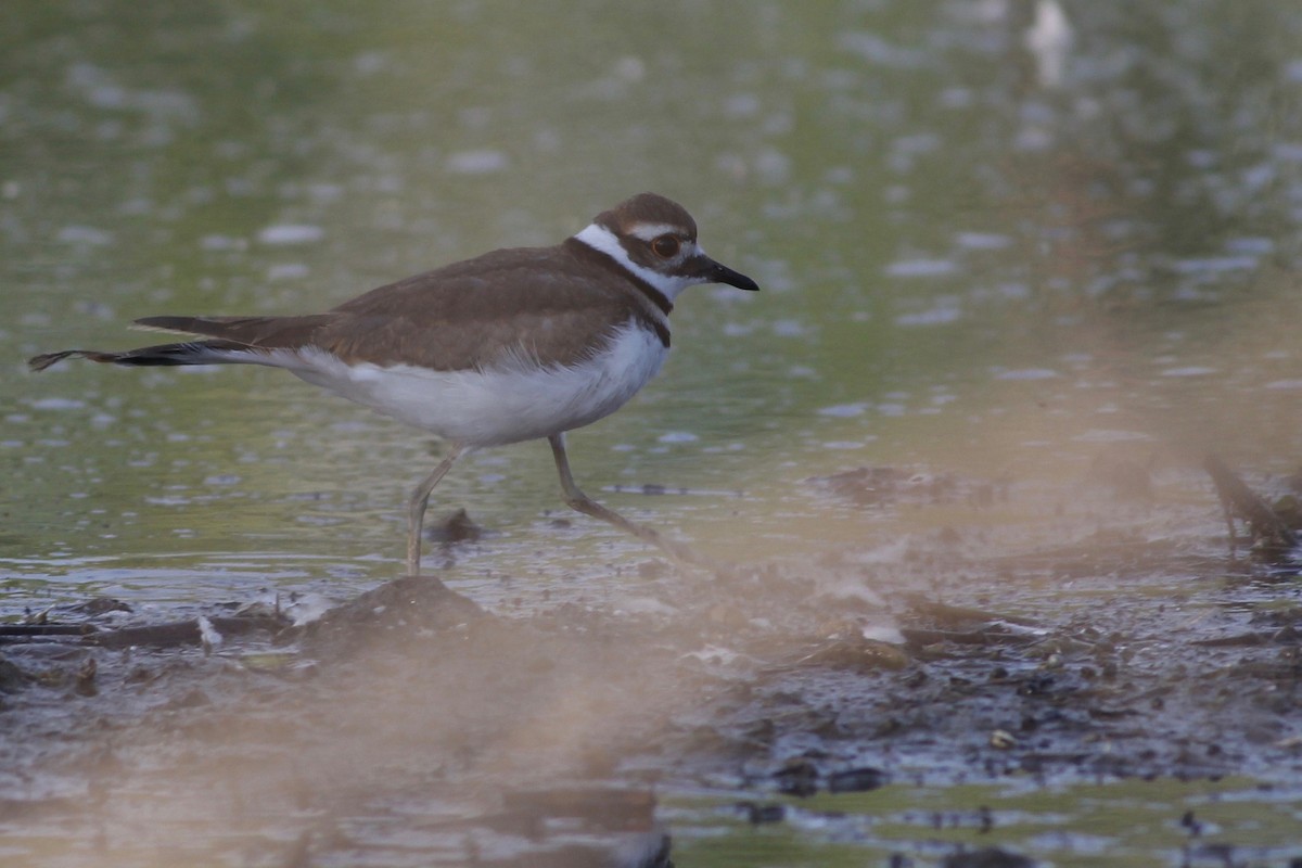 Killdeer - ML175759251