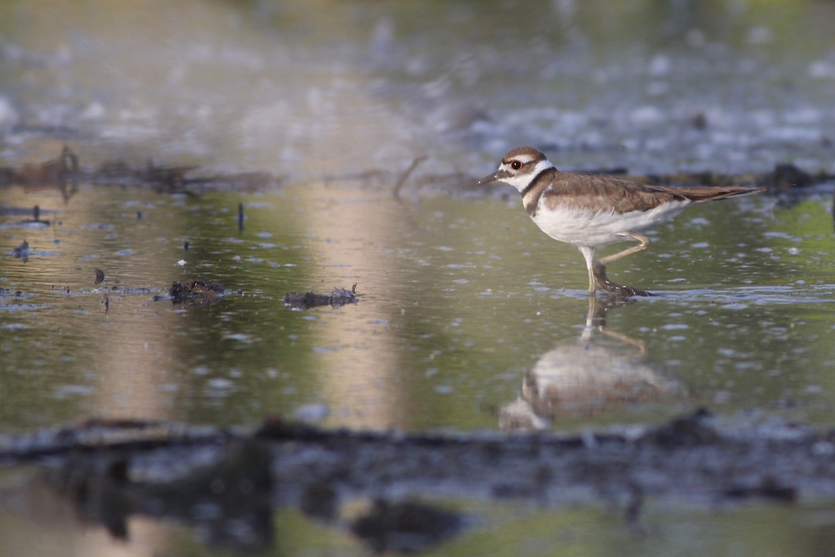 Killdeer - ML175759281