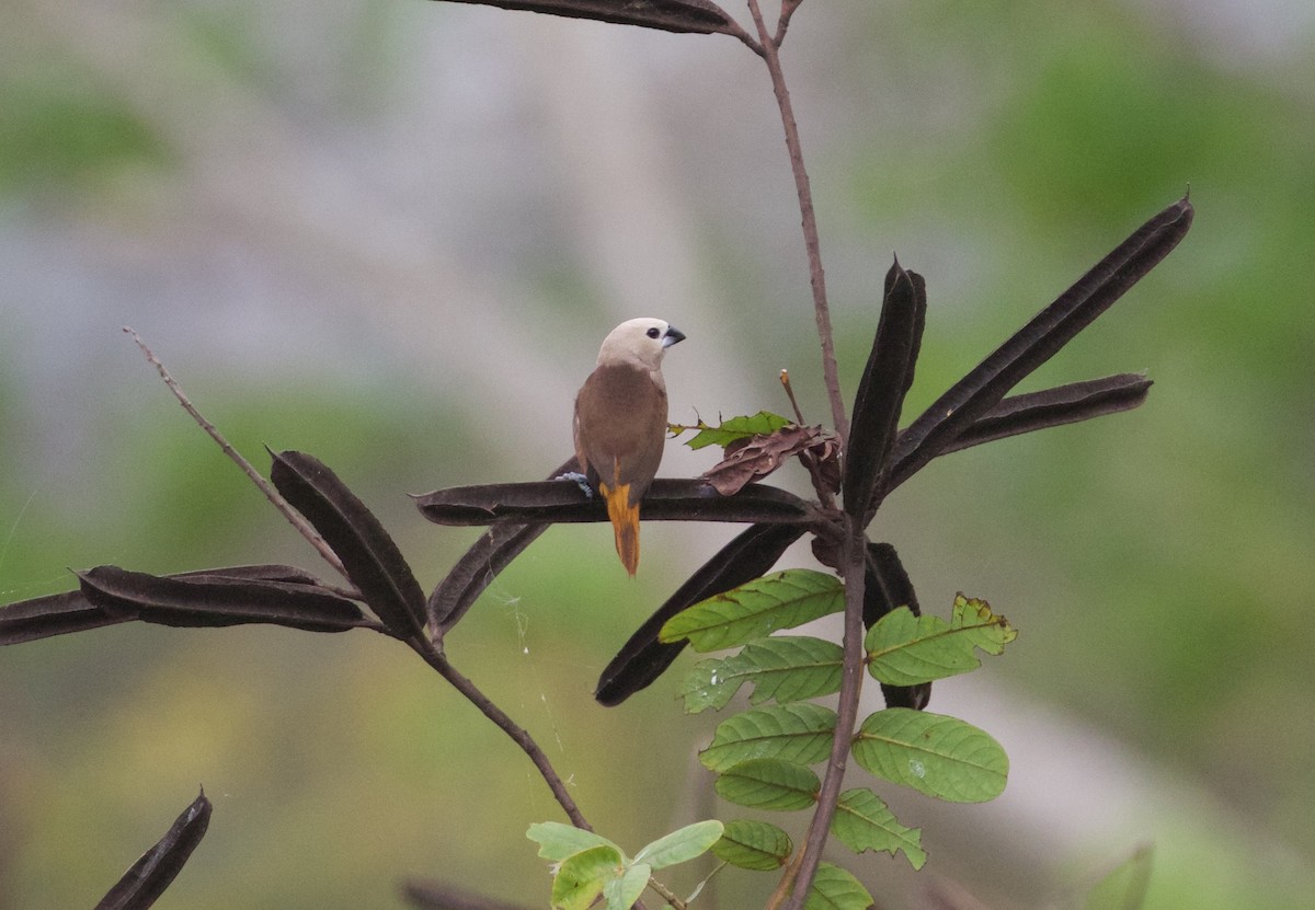 Gray-headed Munia - ML175762221