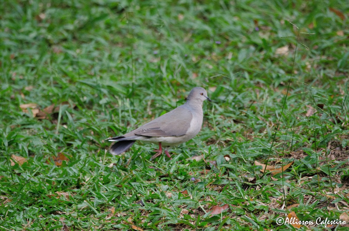 White-tipped Dove - ML175763631