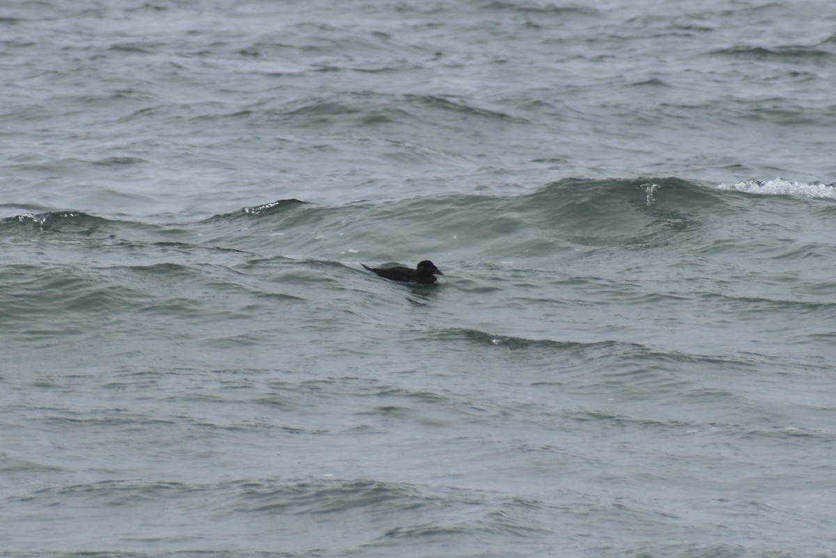 Surf Scoter - ML175764901