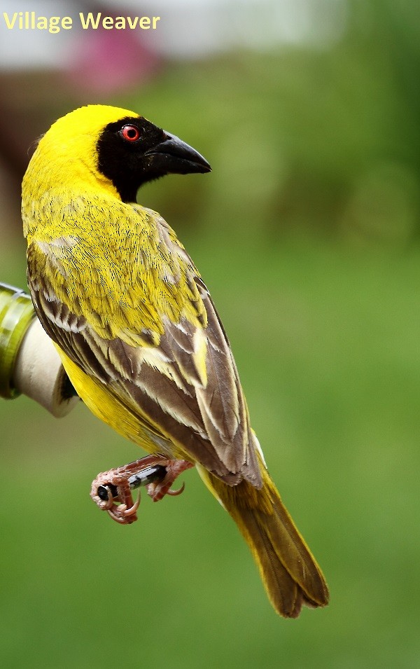 Village Weaver (Spot-backed) - ML175765621