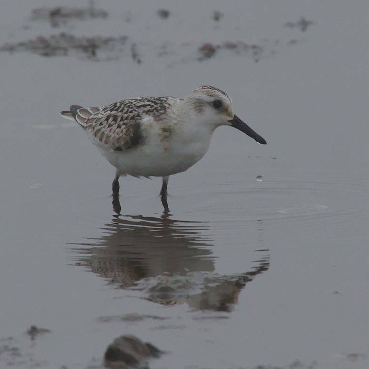 Bécasseau sanderling - ML175765931