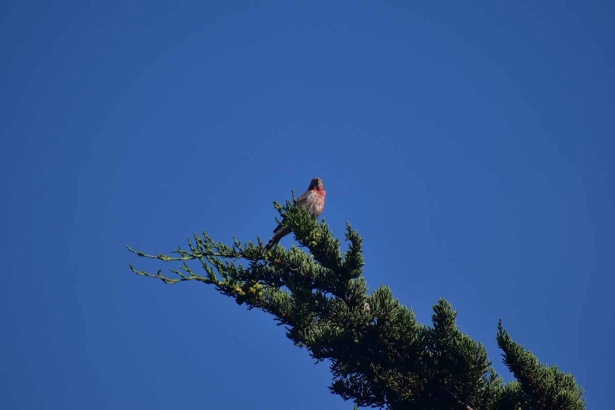 House Finch - Max Lara