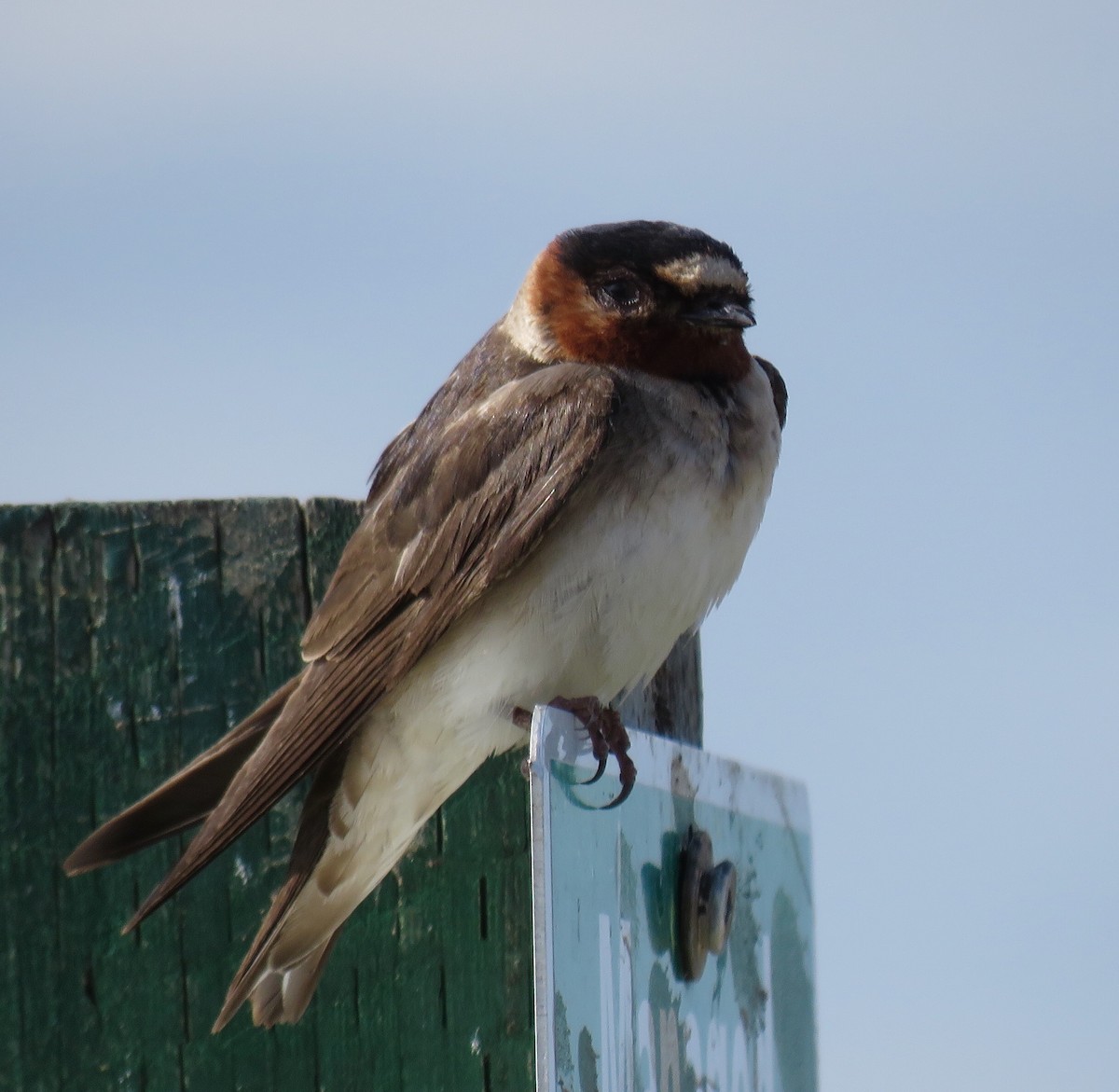 Cliff Swallow - ML175767111