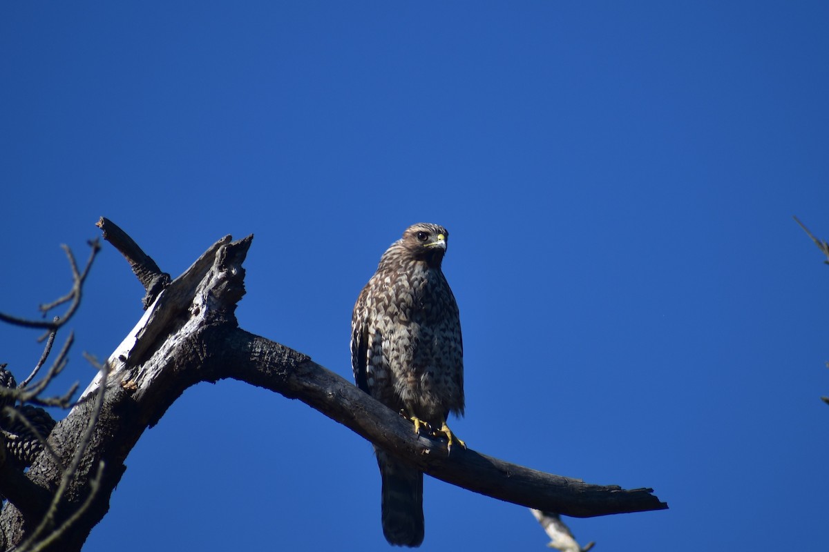 Red-shouldered Hawk - Max Lara