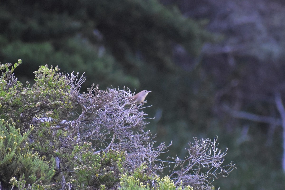 House Wren - ML175767351