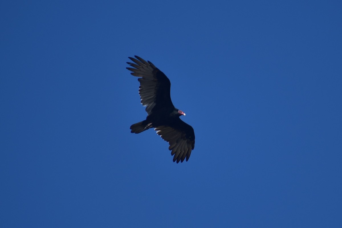 Turkey Vulture - ML175767411