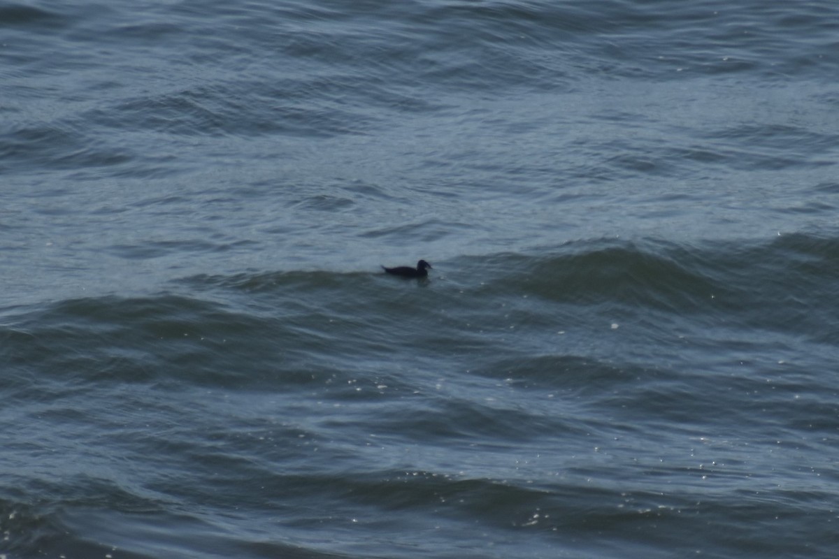 Surf Scoter - Max Lara