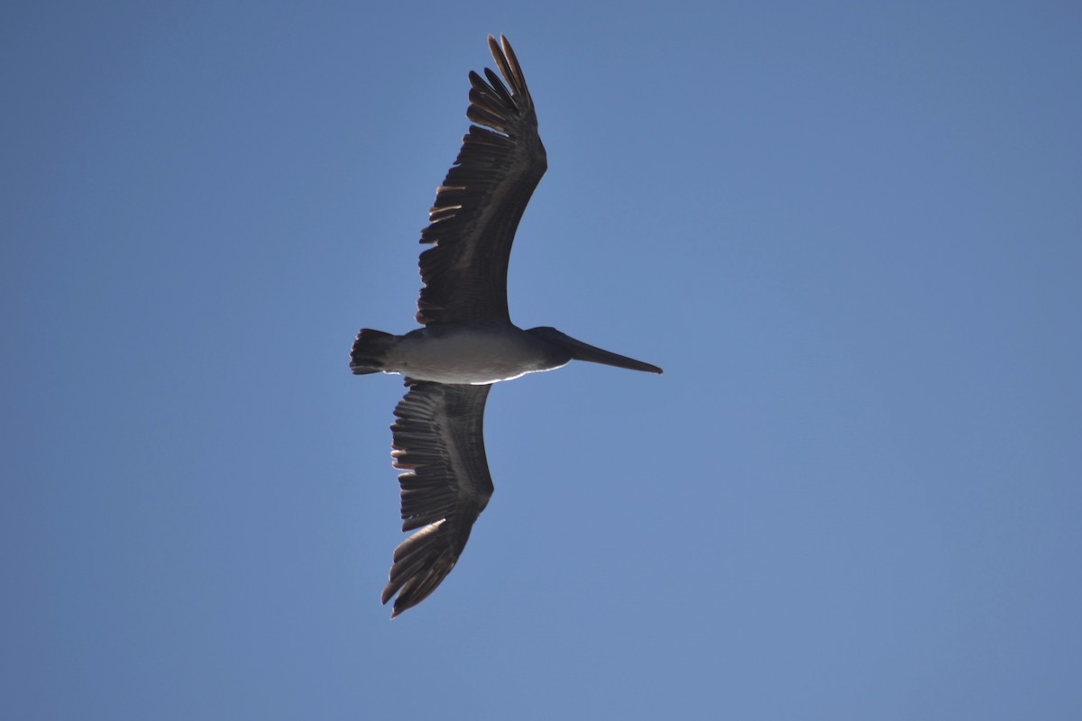 Brown Pelican - Max Lara