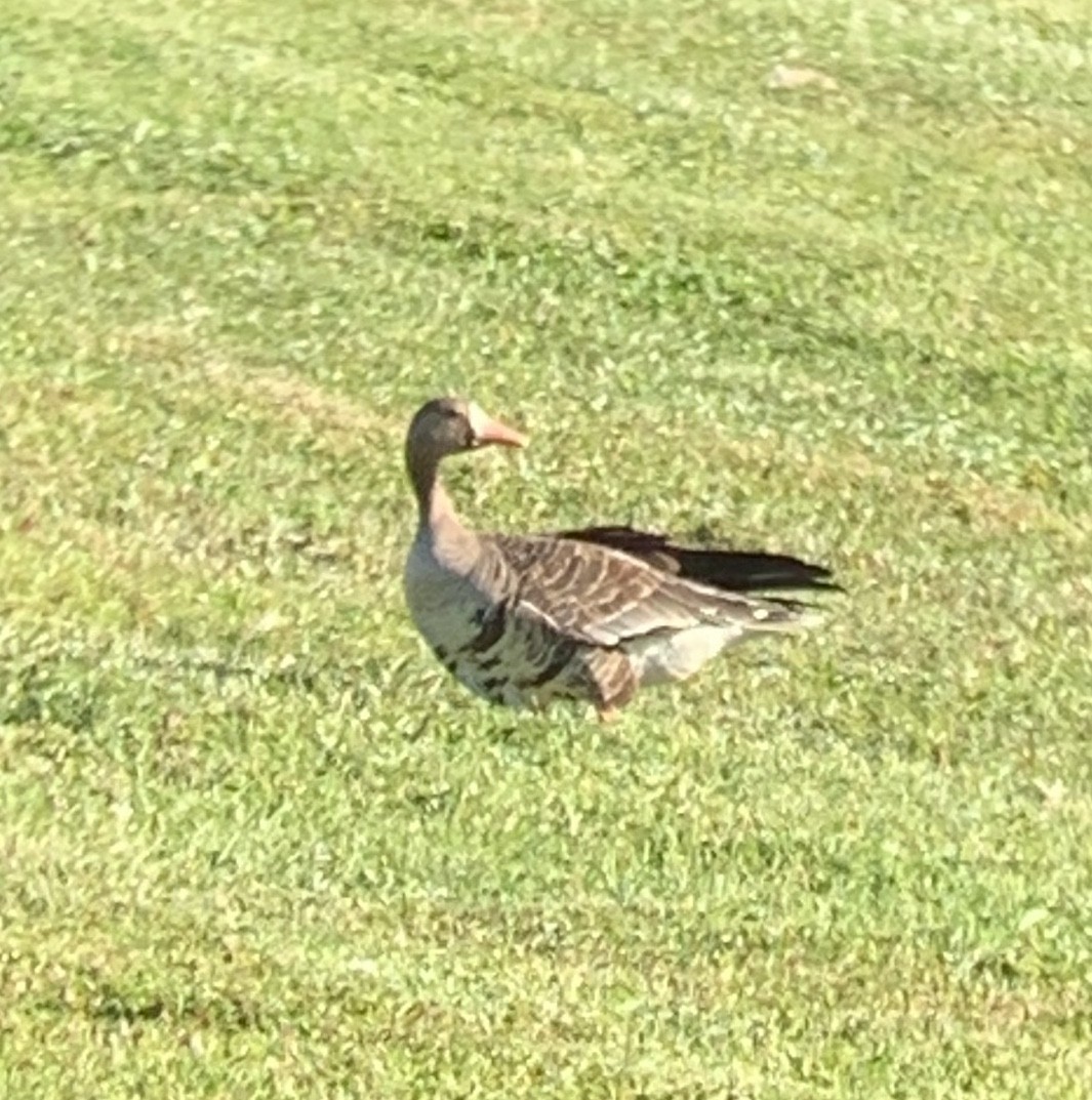 Greater White-fronted Goose - ML175768211